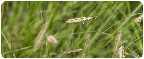 Buffalograss Seed for a Healthy Lawn