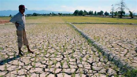 Musim Kemarau Empat Kecamatan Di Kabupaten Probolinggo Terdampak