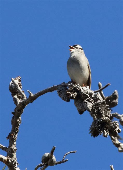 Glacier National Park | FatherSonBirding