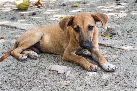 Cosa Provoca L Ostruzione Intestinale Del Cane