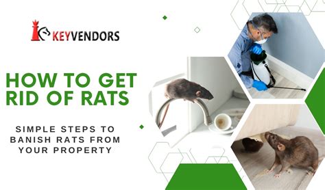 Dealing With Rat Problems Learn How To Get Rid Of Rats Safely