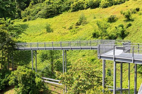 Forest Walk Of Telok Blangah Hill Park Rainforest Singapore Stock