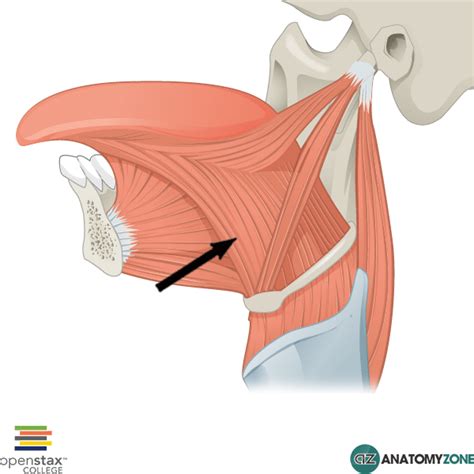 Hyoglossus Muscle - AnatomyZone