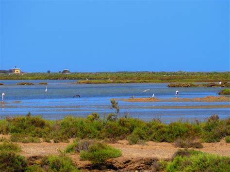 Qu Ver En El Delta Del Ebro Delta Del Ebro Ebro Parques Naturales