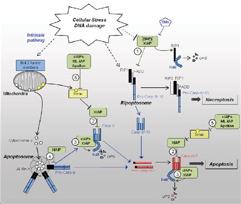 Regulation Of Cellular Stress Induced Cell Death Pathways By Iaps