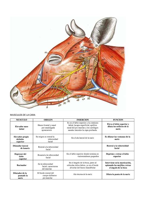 Bovino Musculos MUSCULOS DE LA CARA MUSCULO ORIGEN INSERCION