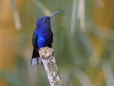 Violet Sabrewing Male Campylopterus Hemileucurus Cinchon Flickr