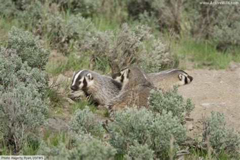 American Badger Facts, Pictures & In-Depth Information