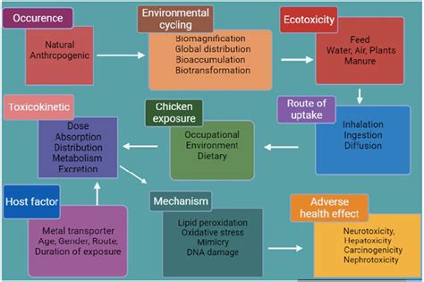 Frontiers Heavy Metal Toxicity In Poultry A Comprehensive Review