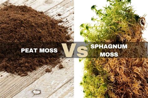 Should I Use Peat Moss In My Garden Fasci Garden