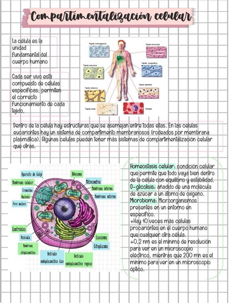 Resumen Biologia Solemne Compartimentalizaci N Celular Cada Ser Vivo