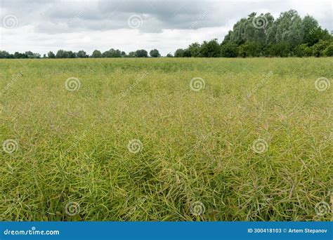 Ripe Canola Field Green Rapeseed Pods Mustard Plant Harvest Oil