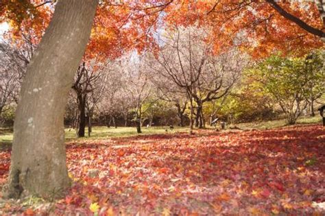 冬桜と紅葉（城峯公園・神川町） 埼玉県