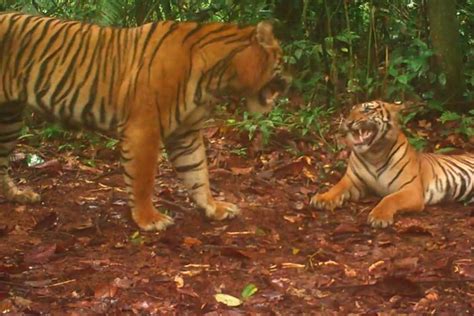 Rare Sumatran tiger mating display caught on camera | endangered ...