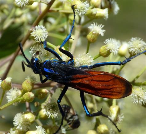 Tarantula Hawk Pepsis Sp Pompilidae Wi Flickr