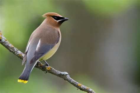 Cedar Waxwings Wallpapers - Wallpaper Cave