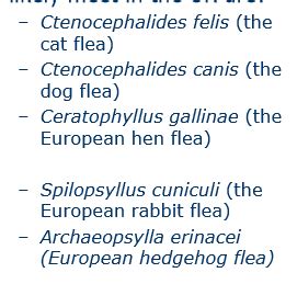 Fleas Flashcards Quizlet