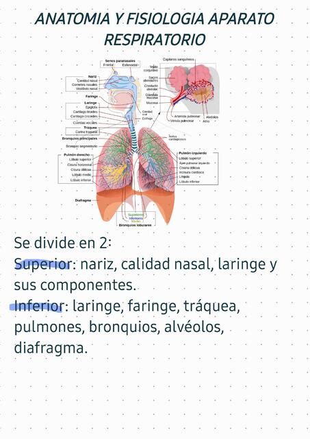 Anatom A Y Fisiolog A Aparato Respiratorio Montse Bravo Udocz