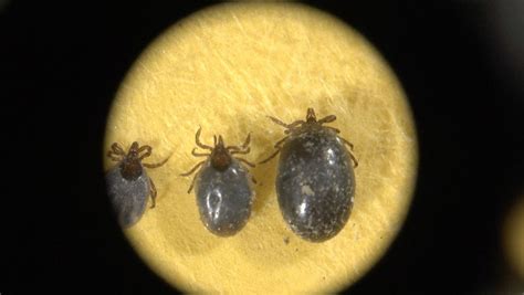 Global Health Frontiers Explores Lyme Disease Pandemic On CPTV Oct 9