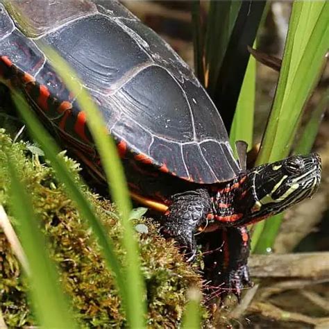 List of Turtle Species in Michigan 2024 (ID + Pictures)