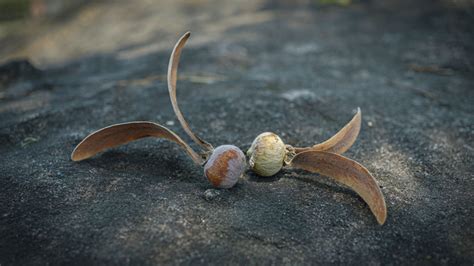 What Are Helicopter Seeds And Which Trees Carry Them