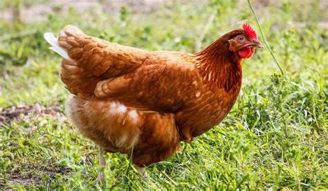 Golden Comet Chicken Breed Profile The Hip Chick