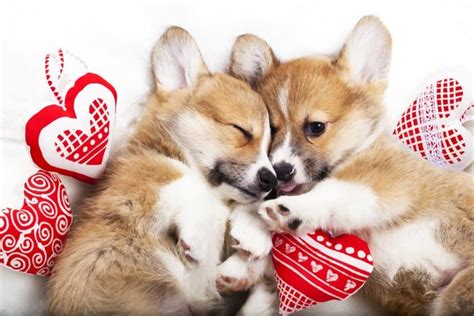 61 Dog Valentine Puns and Sayings to Show Your Love - Great Pet Living