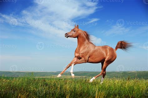 Beautiful red arabian horse running gallop 715937 Stock Photo at Vecteezy