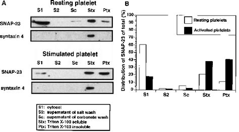 Distribution Of Snap 23 In Resting And Activated Platelets A Download Scientific Diagram