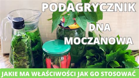 Podagrycznik Spos B Na Dn Moczanow Obalamy Mity Szukamy Prawdy