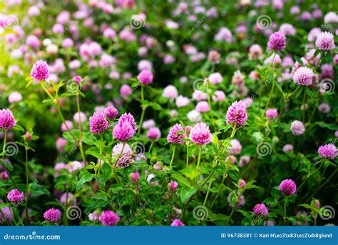 Clover Flowers Trifolium Pratense Outside In A Field Stock Image