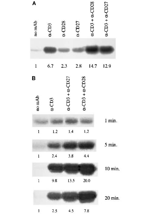 Cd27 Couples To Jnk In Primary T Cells Purified Murine T Cells Were