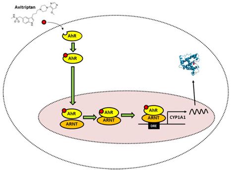 Ijms Free Full Text Antimigraine Drug Avitriptan Is A Ligand And