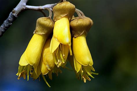 Flor Nacional De Nueva Zelanda K Whai Belleza Y Significado Teleflor