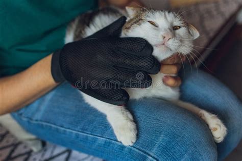 Hombre Cuidado Gato Con Guantes Especiales Cuidado De Mascotas Foto