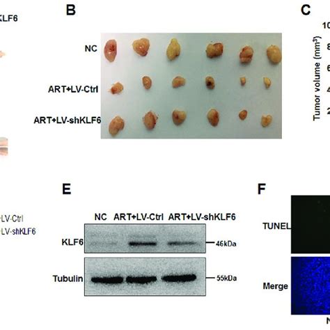 Klf Silencing Attenuates The Effect Of Art On Inhibiting Tumor Growth