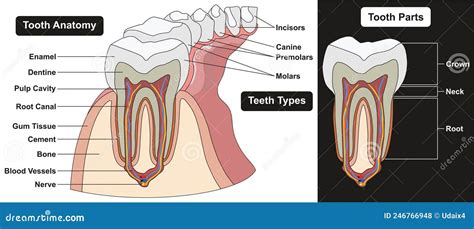 Human Tooth Anatomy Infographic Diagram Vector Illustration