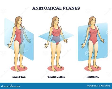 Ejemplos De Planos Anatómicos Para El Diagrama De Esquema De ...