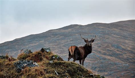 Red stag in the Scottish Highlands : r/wildlifephotography