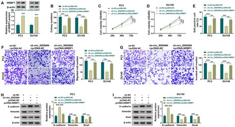 Nrbp Overexpression Reversed The Suppression Effects Of Circ