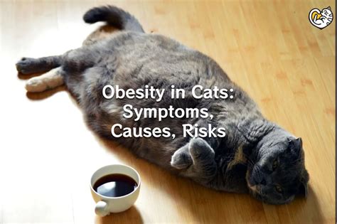 Obesity In Cats Symptoms Causes Risks And Treatment