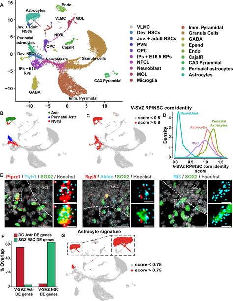 A Shared Transcriptional Identity For Forebrain And Dentate Gyrus Neural Stem Cells From