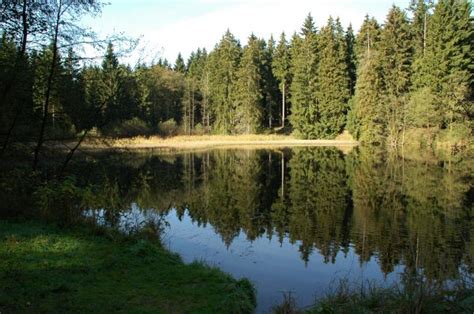 Free Images Tree Water Swamp Wilderness Meadow Lake Pond