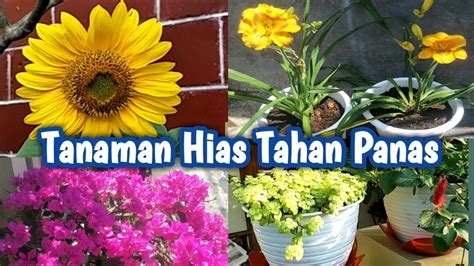 Inilah 5 Tanaman Hias Yang Tahan Panas Bikin Rumah Tetap Sejuk Saat