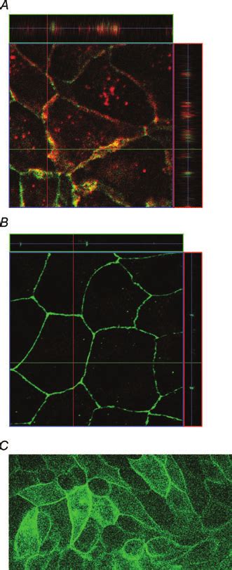 Localization Of Wt Claudin 16 Long Version Expressed In Mdck Cells A