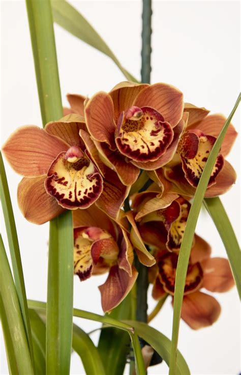 Do I Cut my Cymbidium Orchid Flower Spike or Not? - Orchid Wise