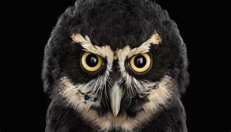 The Mysterious Beauty Of Owls Revealed In These Stunning Photographs