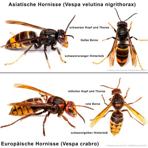 Hornissen (Vespa) - Tierrettung Imkerei Hablützel