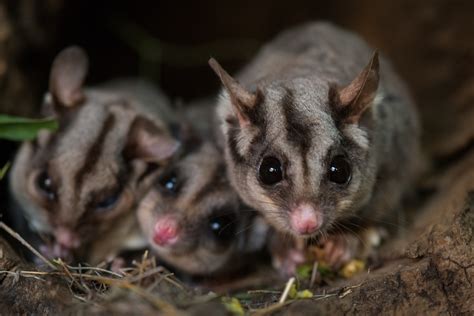 Sugar Gliders Sean Crane Photography