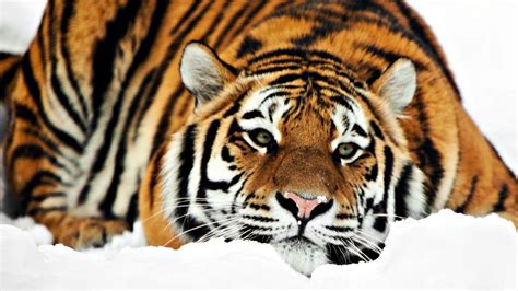 Siberian Tiger Wallpapers - Top Free Siberian Tiger Backgrounds ...